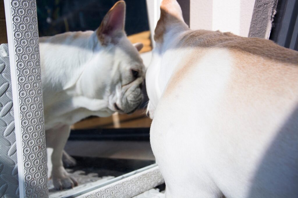 Почему собака не узнает себя в отражении в зеркале