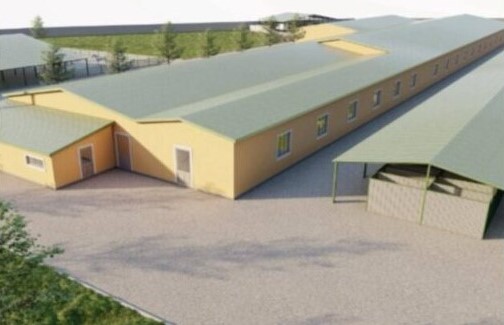 Власти Махачкалы построят крупный приют для бездомных коров и собак