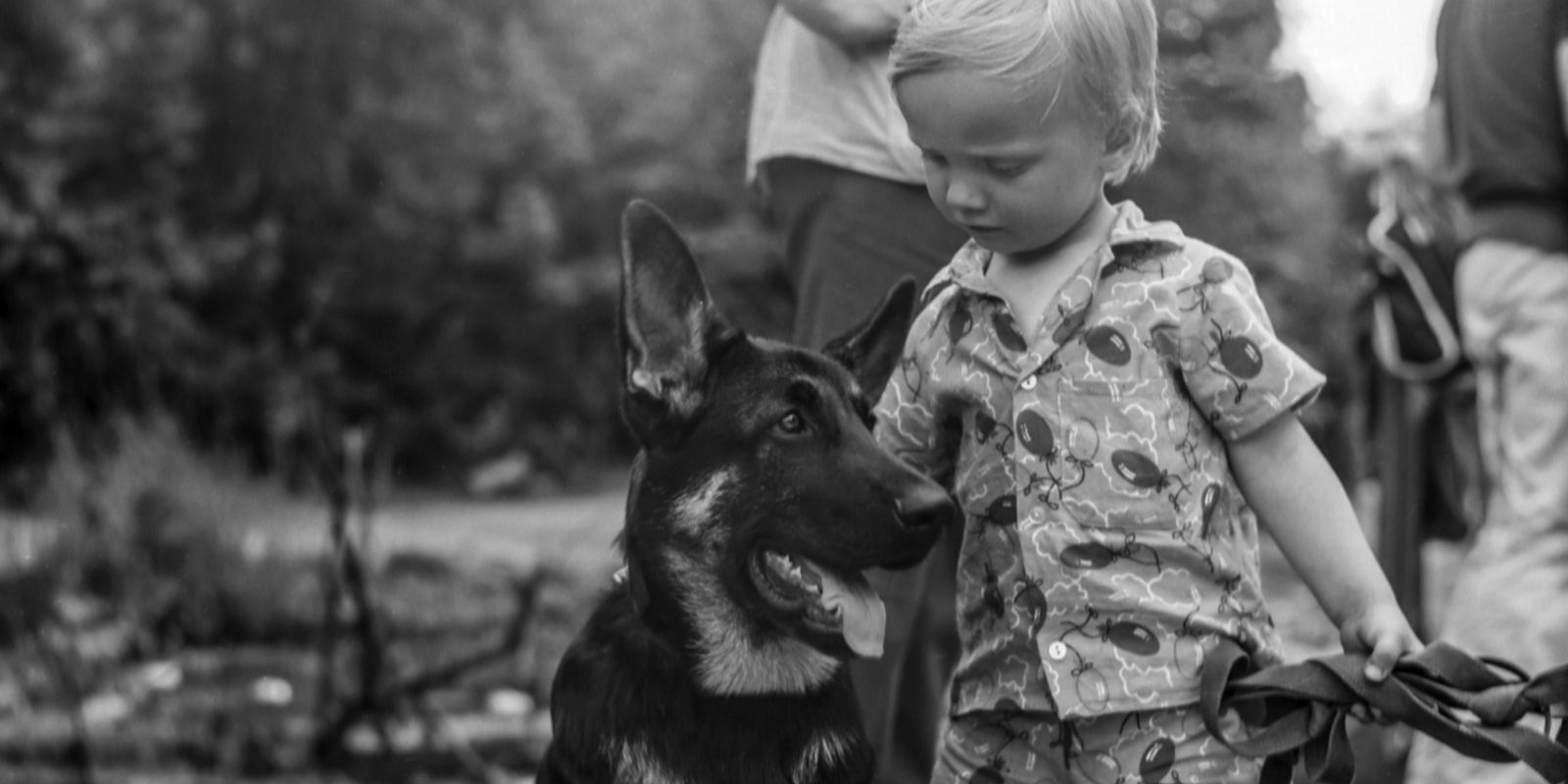 Как в советские годы регулировали содержание собак и кошек в Москве