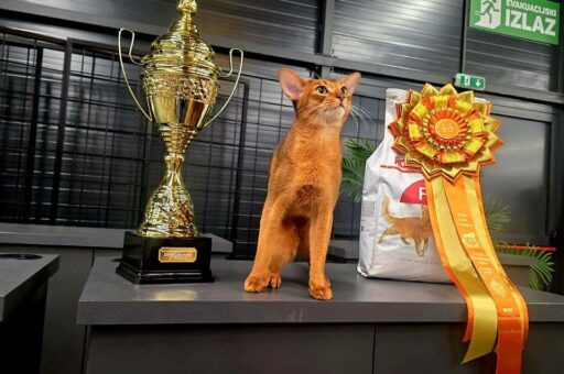 Как вырастить кота — будущего чемпиона мира: 5 советов от заводчика