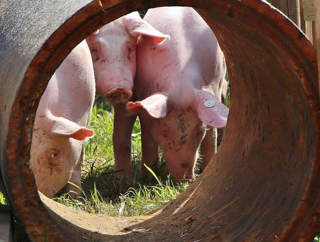 Станет ли АЧС ударом по экспорту свинины из Испании в 2026 году