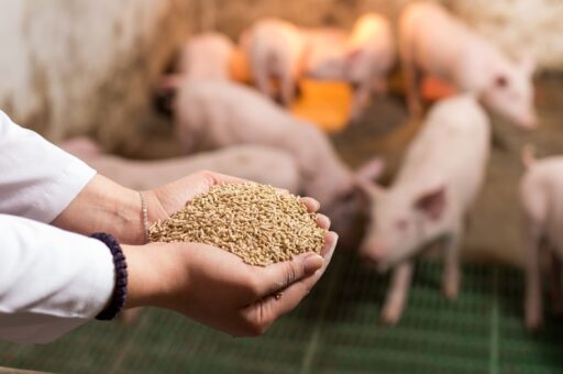Минсельхоз продлит действие правил переработки некачественных продуктов в корма