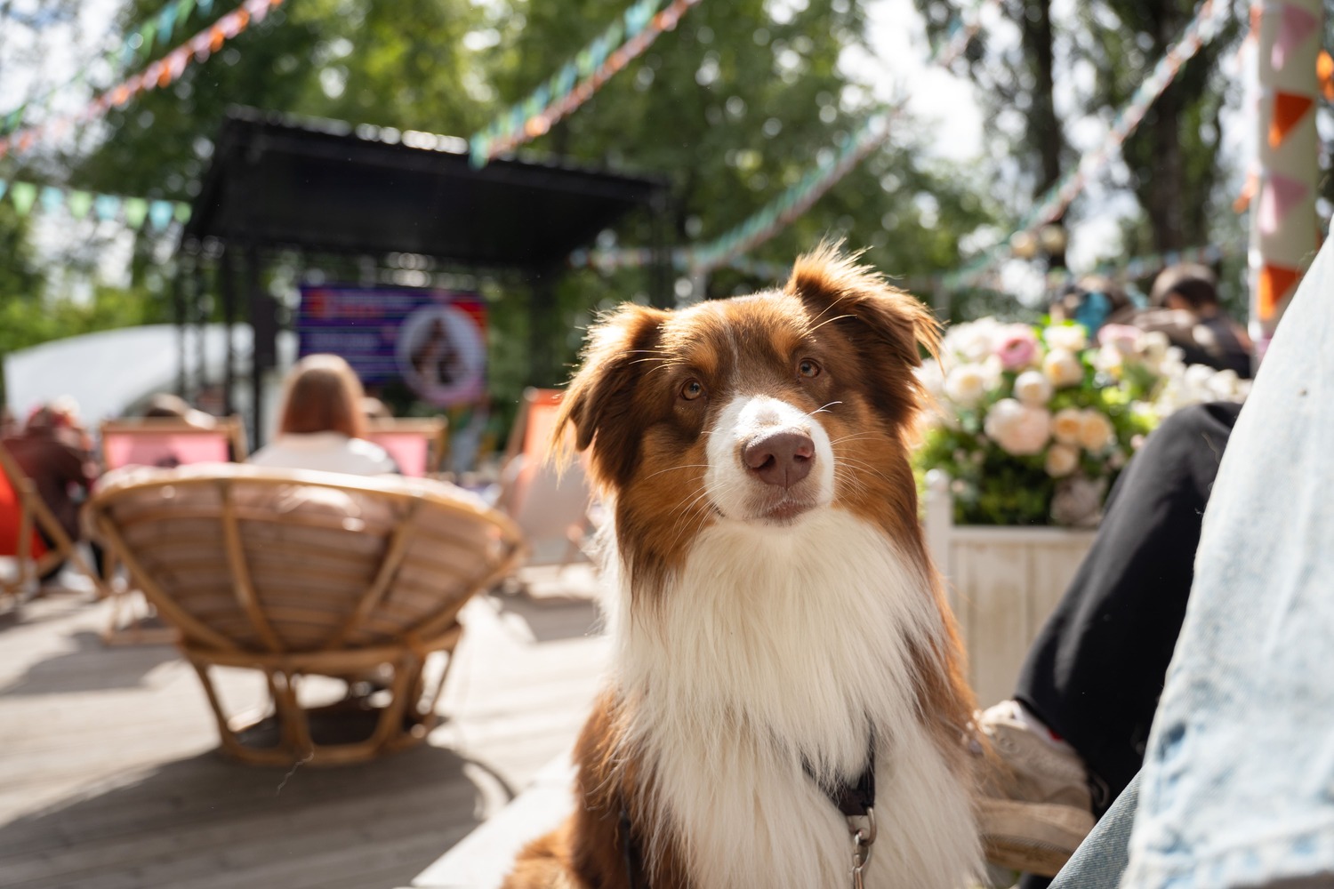 Как защитить питомца от клещей и комаров с приходом весны