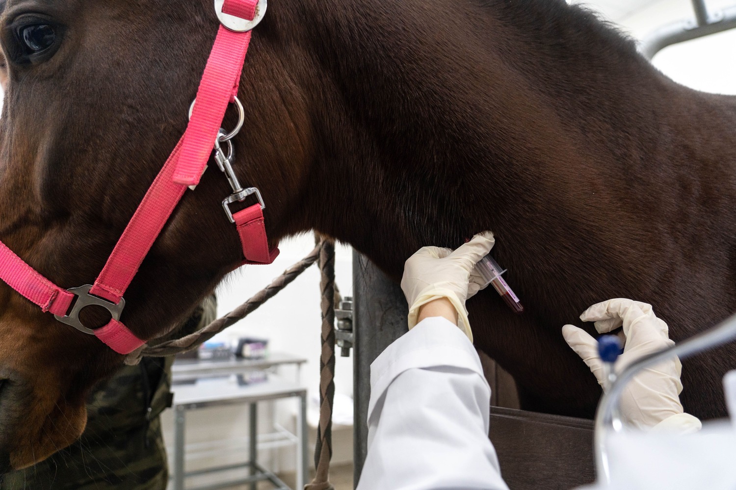 Ветеринары заявили о необходимости особых правил лечения спортивных лошадей