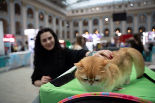 Эксперт рассказал о ходе создания Центра компетенций по вопросам ответственного обращения с животными