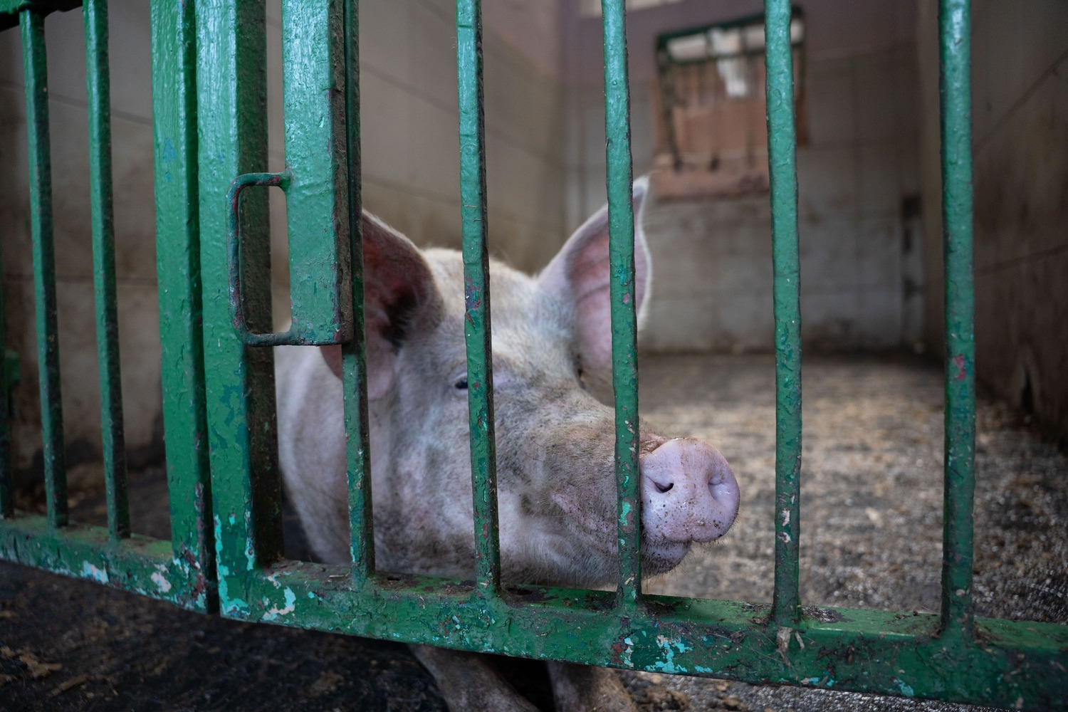 Латвия тестирует прототип вакцины от африканской чумы свиней