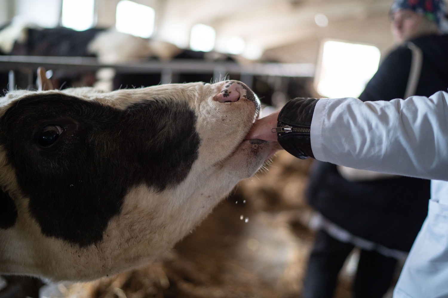 Сибиряки создали для коров кормовую добавку из ферментированной хвои