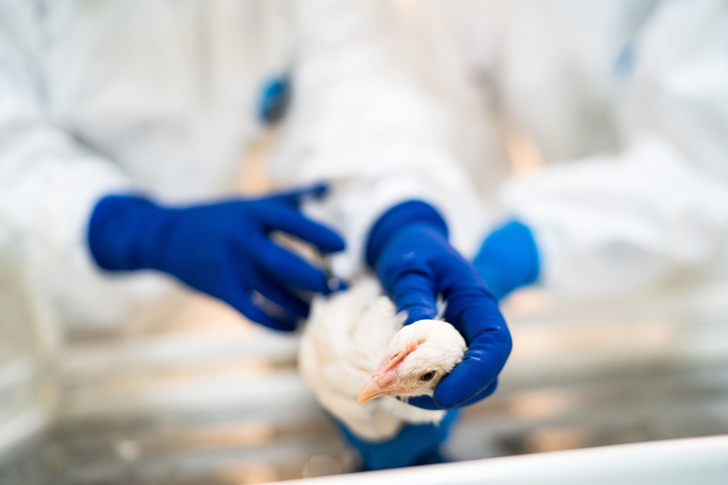 Уругвай объявил чрезвычайное положение из-за вспышек гриппа птиц