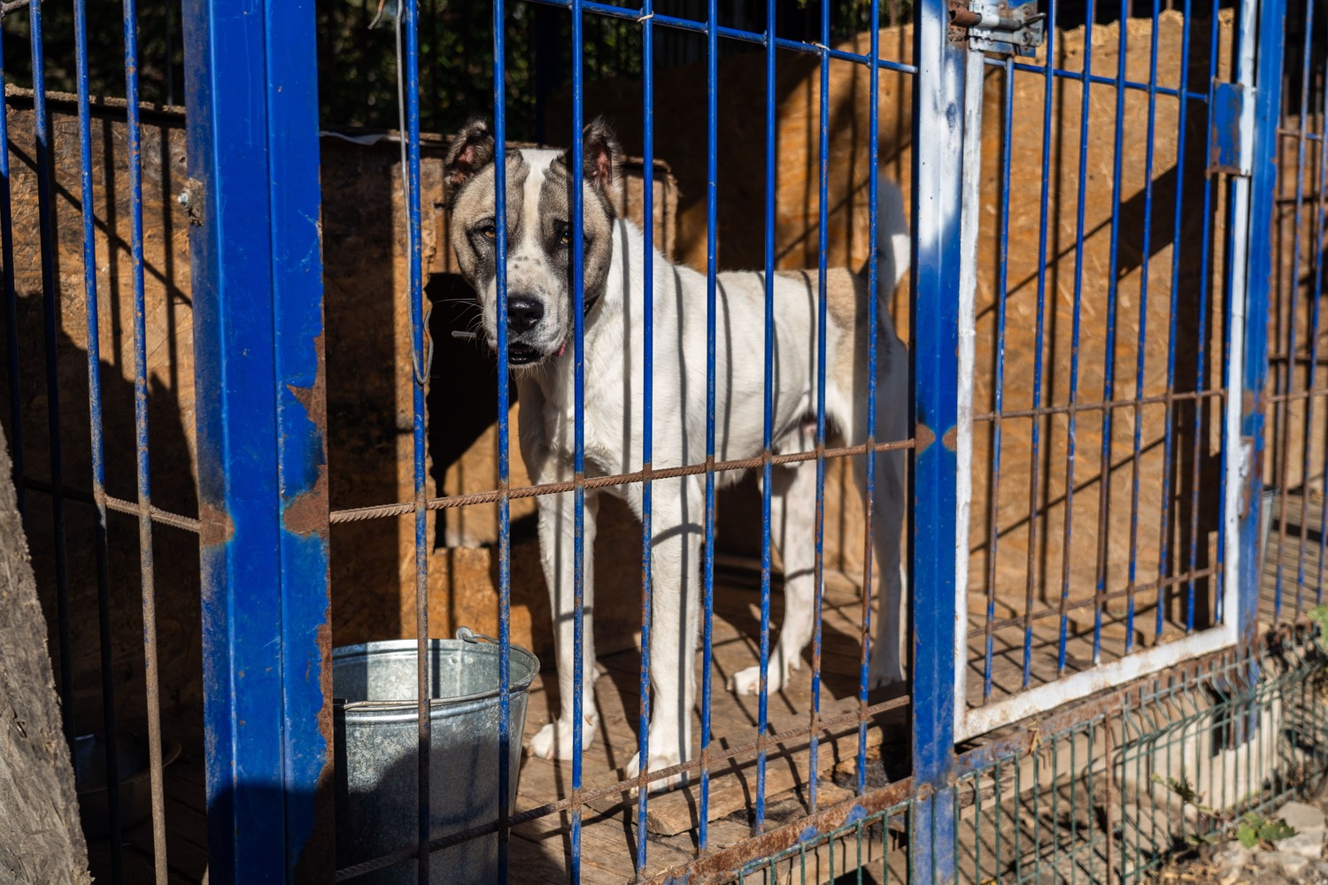 Государство сможет конфисковывать животных у жестоких владельцев