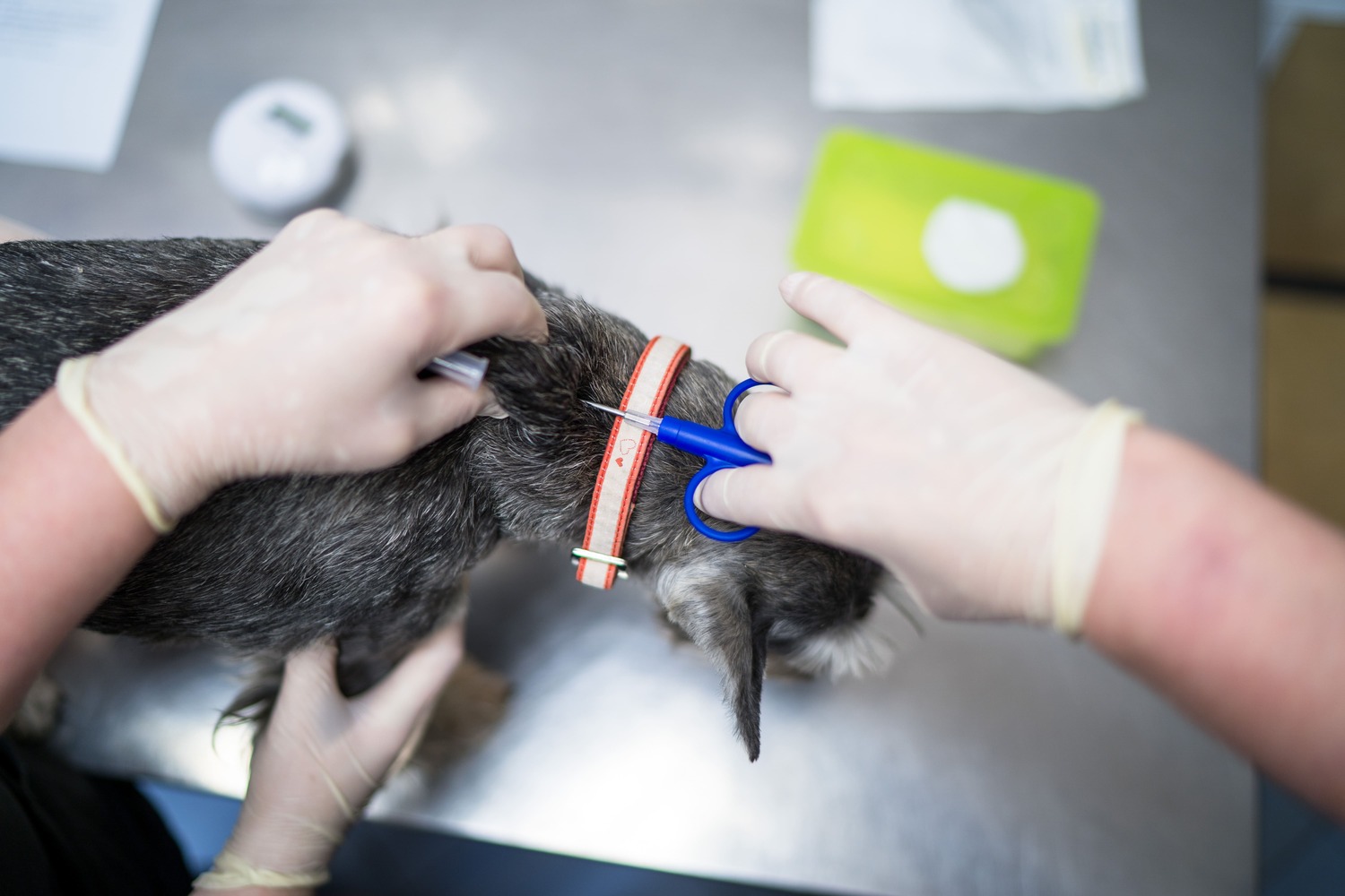 Обязательное чипирование собак вводится с мая в Тамбовской области 