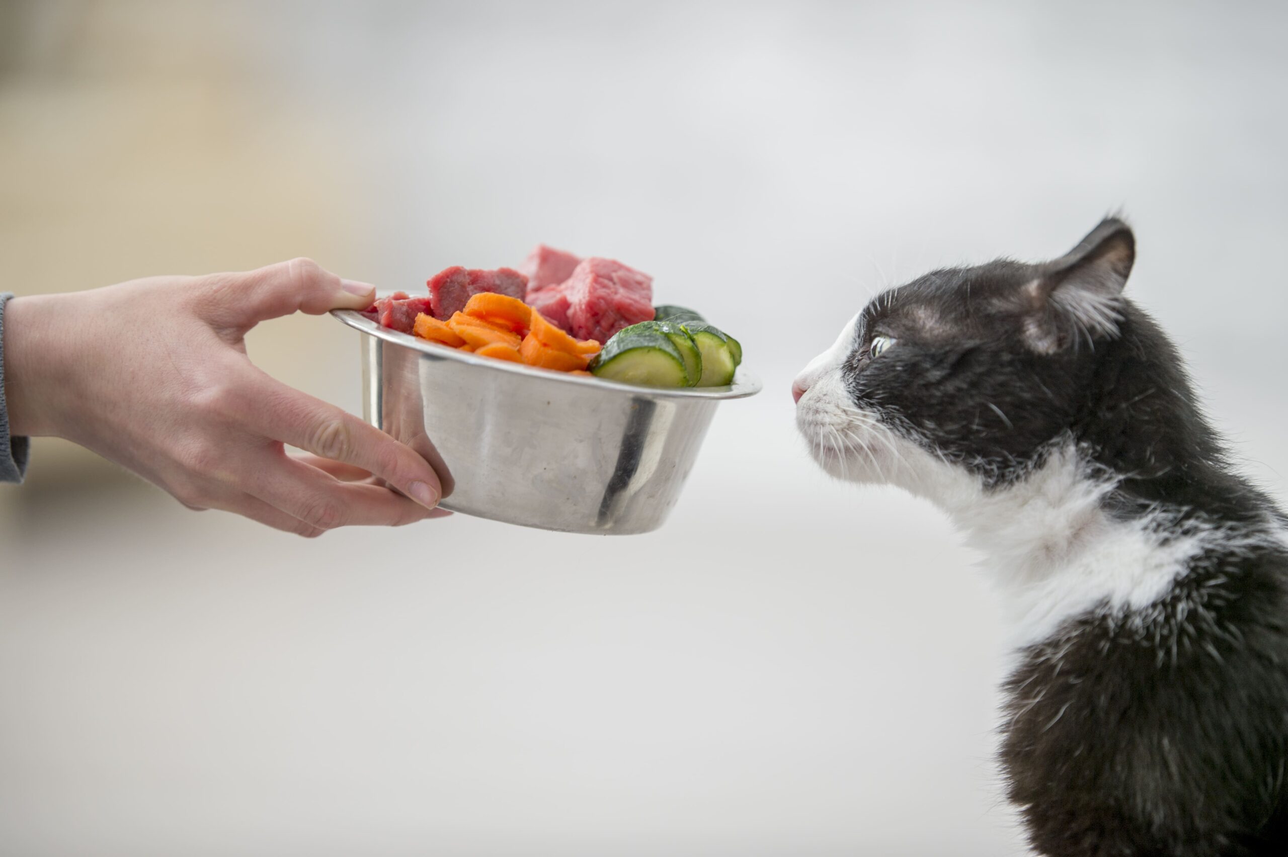 Аналитики прогнозируют рост спроса на товары ЗОЖ для питомцев