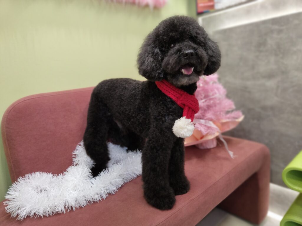 Тренды стрижек собак весны 2026 года: практичность и гармония