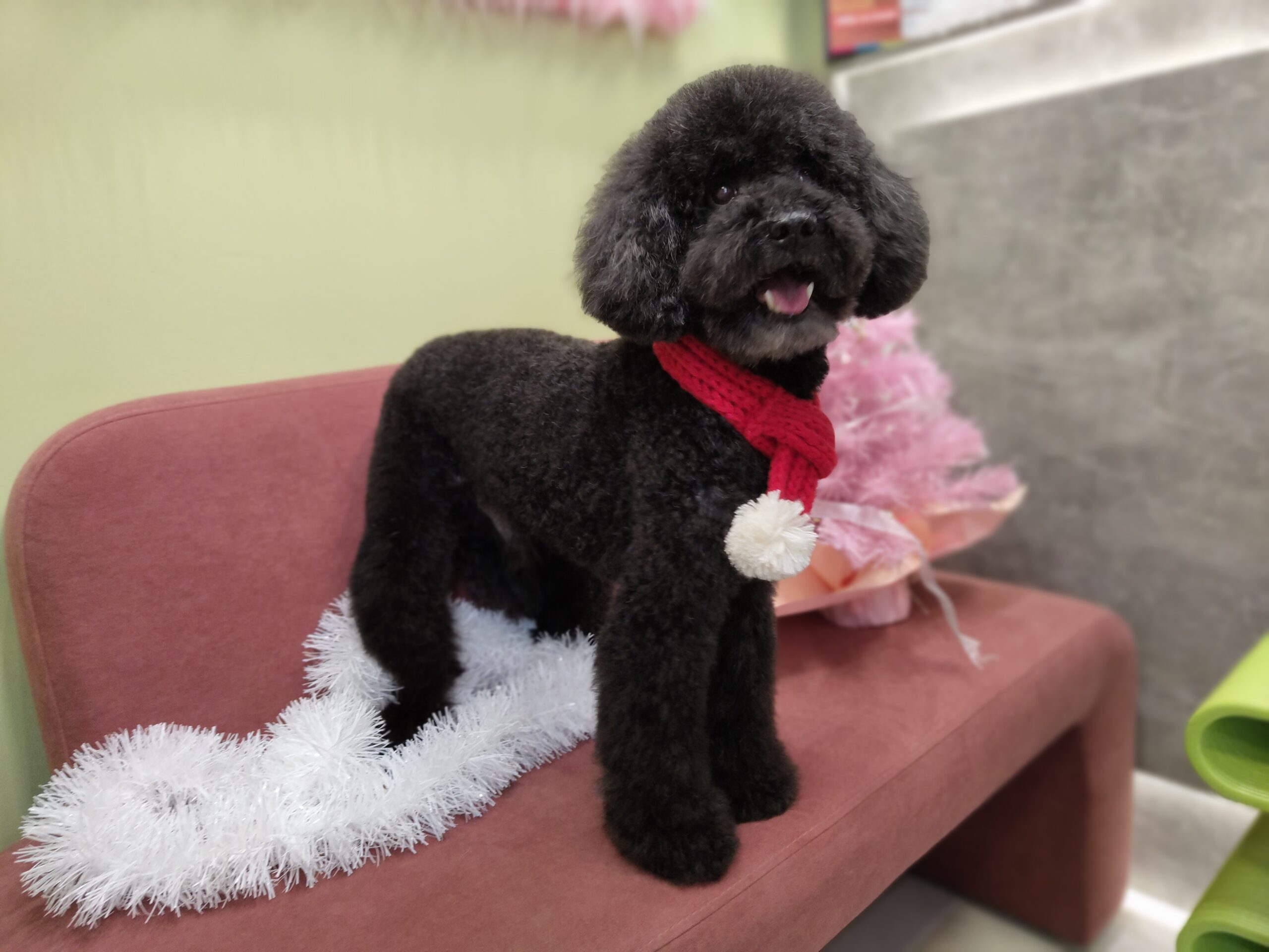 Тренды стрижек собак весны 2026 года: практичность и гармония