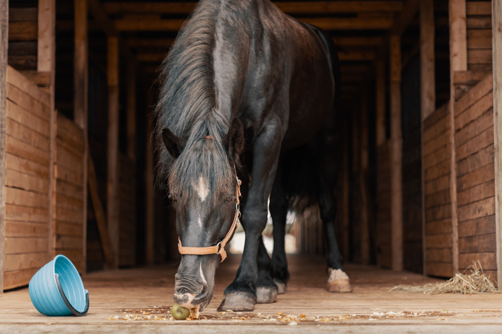 Тюремное заключение за конину: в Италии хотят запретить есть лошадей