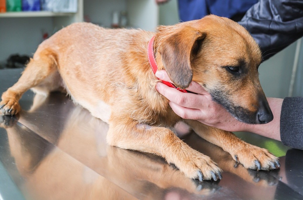 Вспышку чумки среди собак зафиксировали в Подмосковье