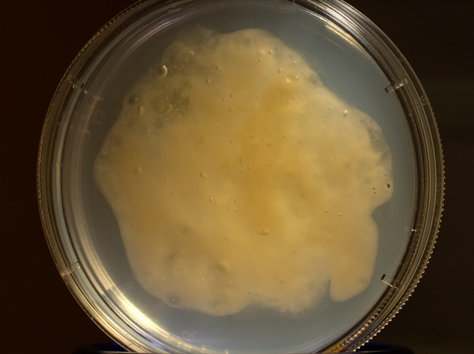 Пробиотики сельхозживотным теперь будут скармливать вместе с инновационным гелем 