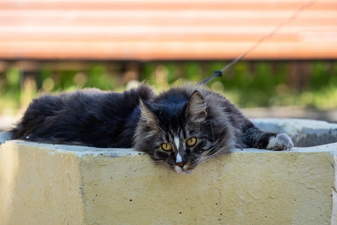 Любовь на расстоянии: в каких странах кошек предпочитают не заводить