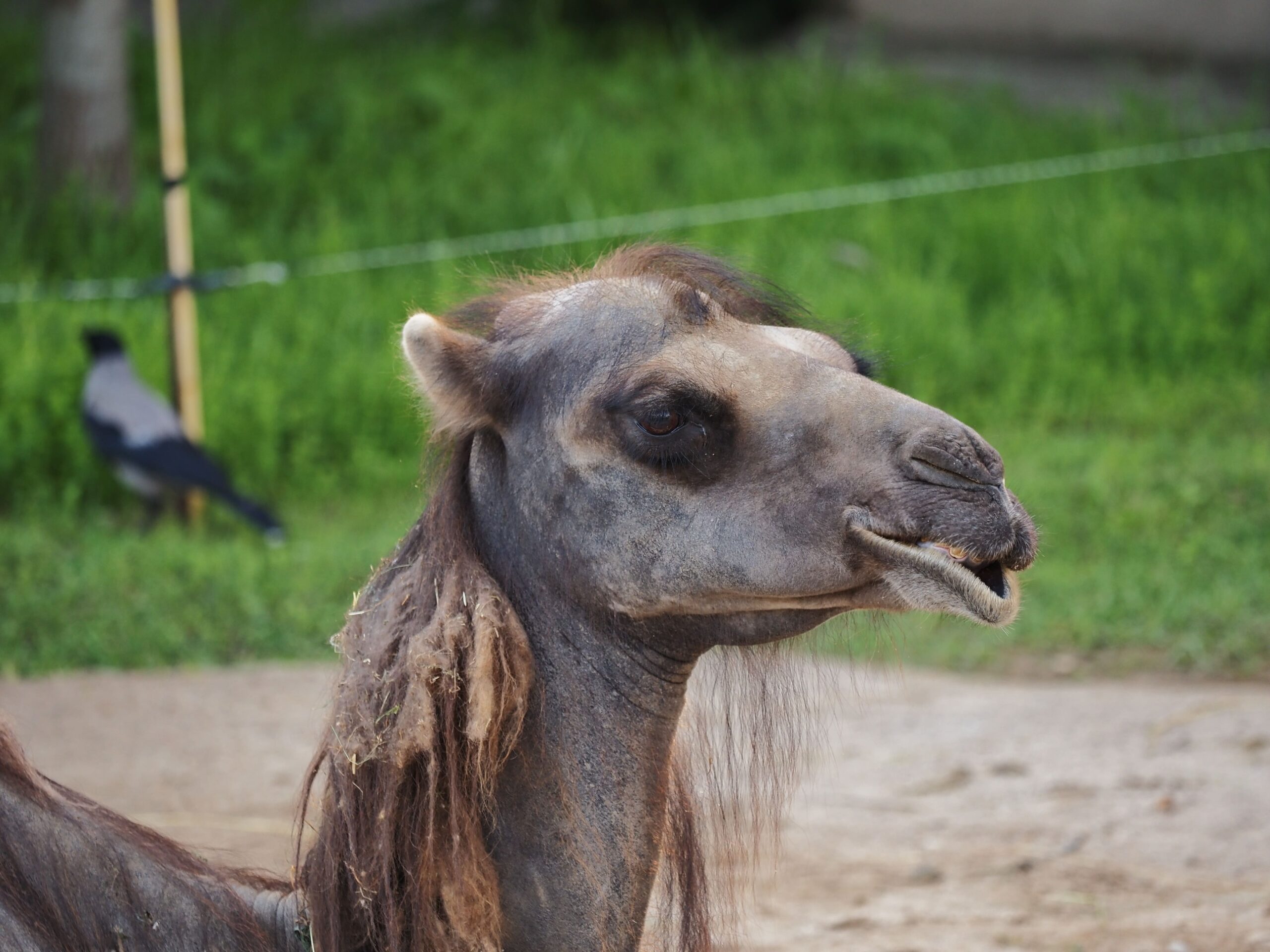 Суд в Дагестане запретил использовать верблюдов в развлекательных целях без лицензии