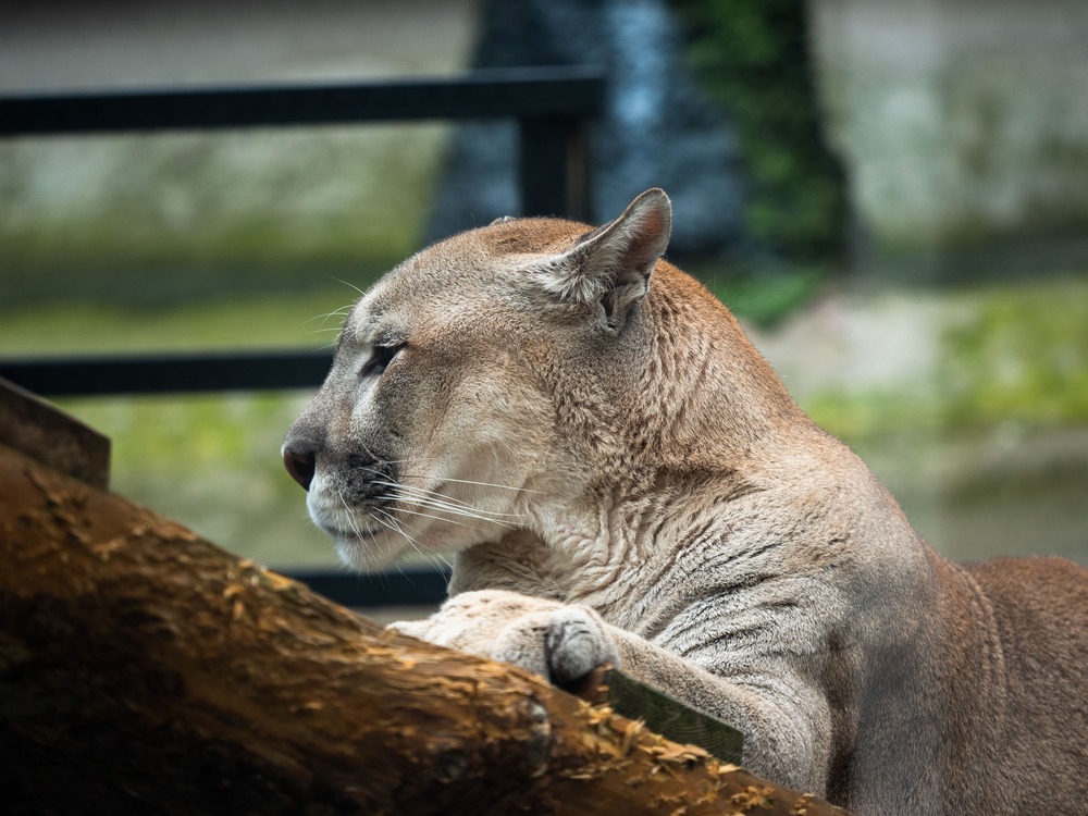 Законопроект о создании центров реабилитации диких животных внесен в Госдуму