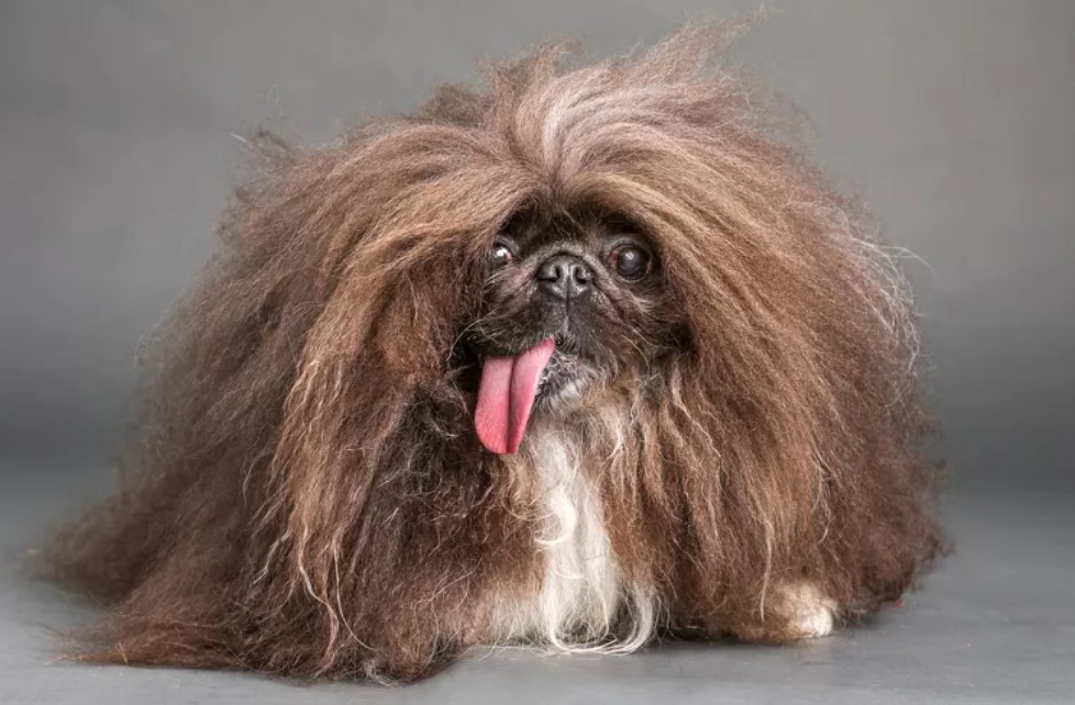 Самые уродливые собаки: повод для улыбки или тревожный сигнал кинологии