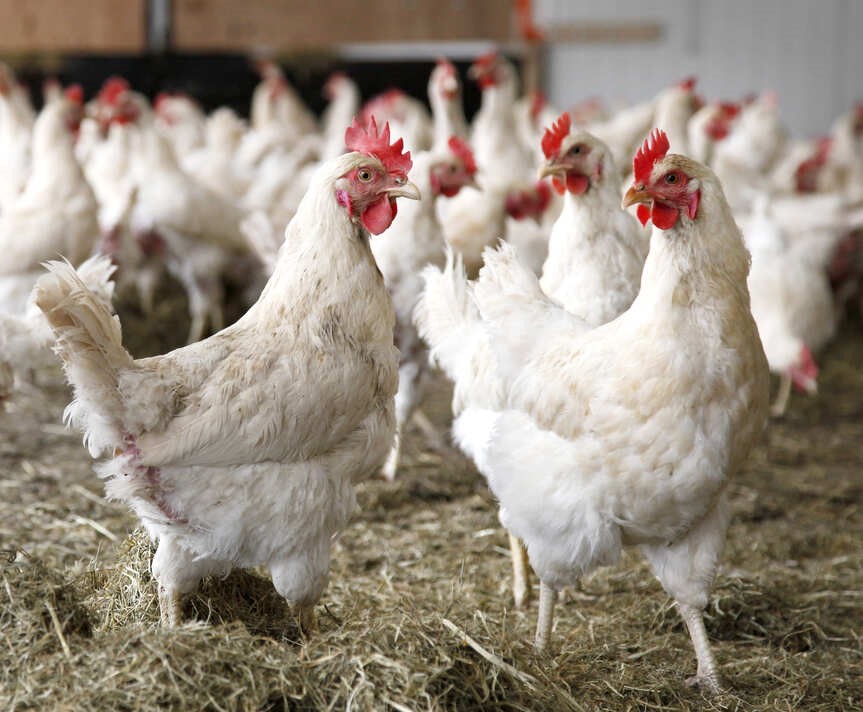 Грипп птиц вернулся в Аргентину и уронил экспорт