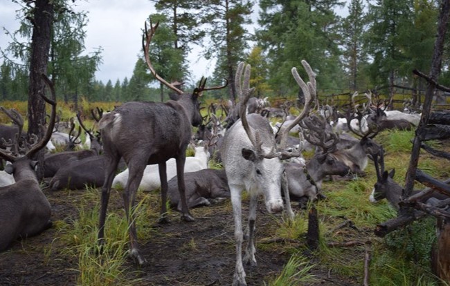 Эвенкийская порода северных оленей оказалась под угрозой исчезновения