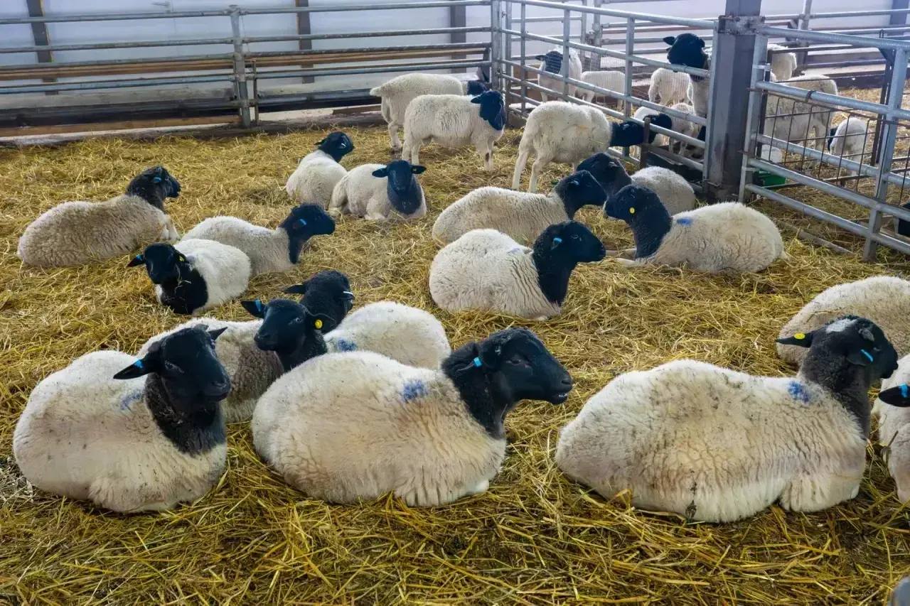 Первый в РФ селекционно-генетический центр по овцеводству создают в Калужской области
