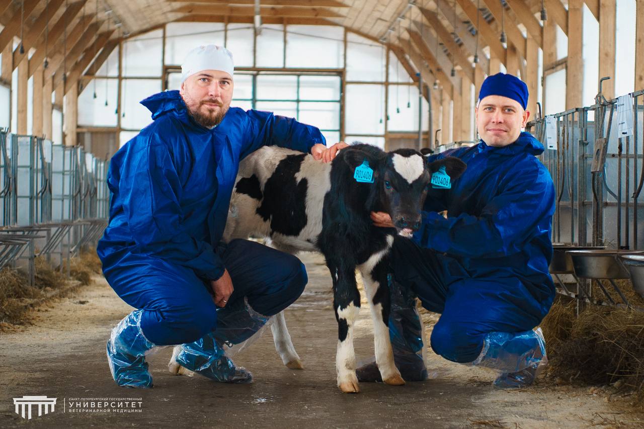 Теленка «из пробирки» с рекордными генетическими показателями получили в Санкт-Петербурге