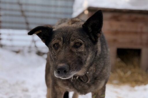 «Додо пицца» станет pet-friendly после скандала с бездомной собакой в Челябинске
