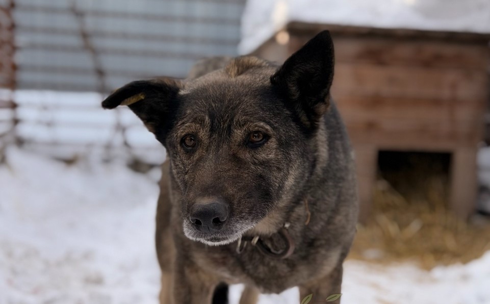 «Додо Пицца» станет pet-friendly после скандала с бездомной собакой в Челябинске