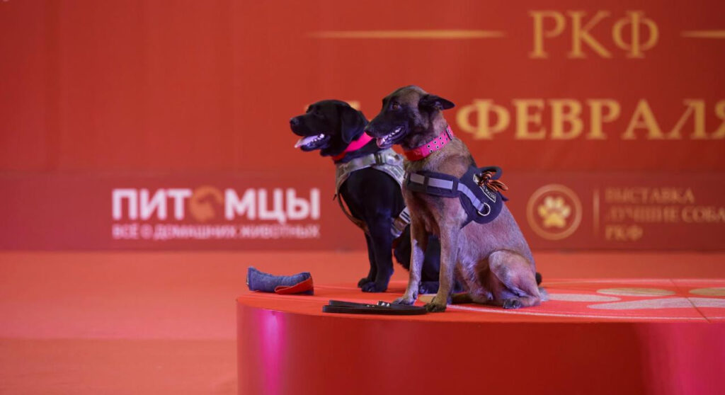 Выставка «Лучшие собаки и кошки России» пройдет в «Гостином Дворе»