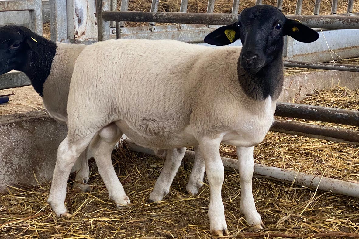 Первый в РФ селекционно-генетический центр по овцеводству создают в Калужской области