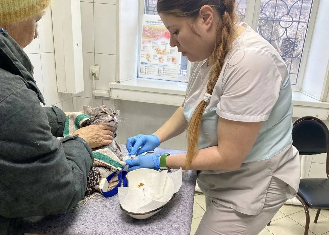 Иркутские ветеринары спасли кота после случайной стирки в машинке