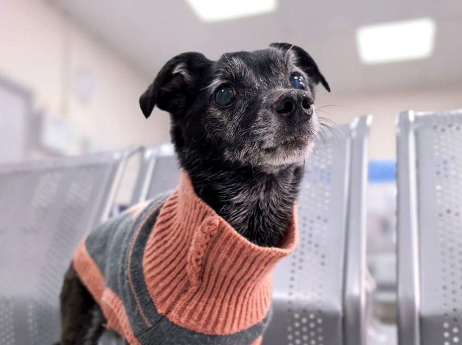 Ветеринары в Москве удалили метису тойтерьера сразу 27 больных зубов