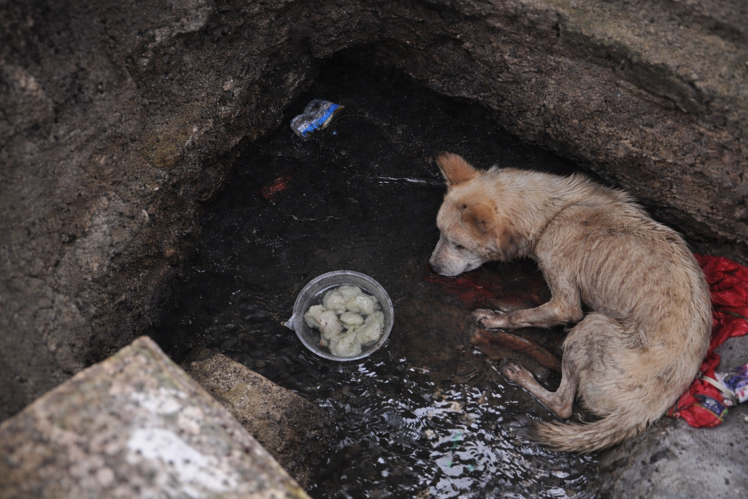 Китайские спасатели достали из колодца собаку, прожившую там три года
