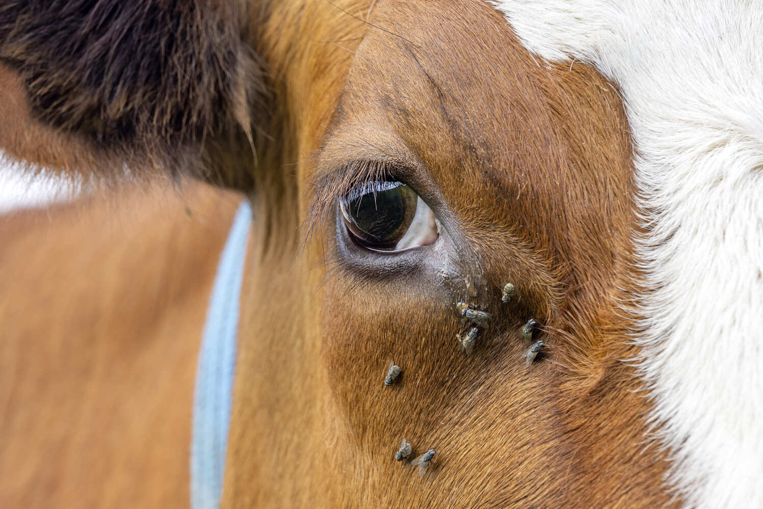 Без розовых глаз: какие проблемы со зрением у КРС чаще всего возникают весной и летом 