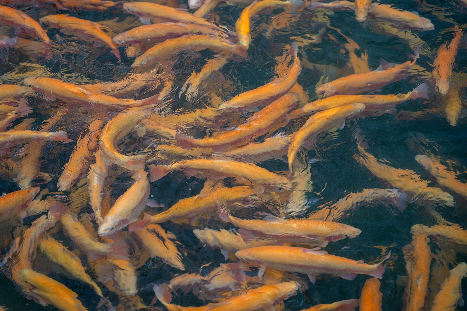 Импорт кормов для рыбы в РФ снизился в пять раз за пять лет