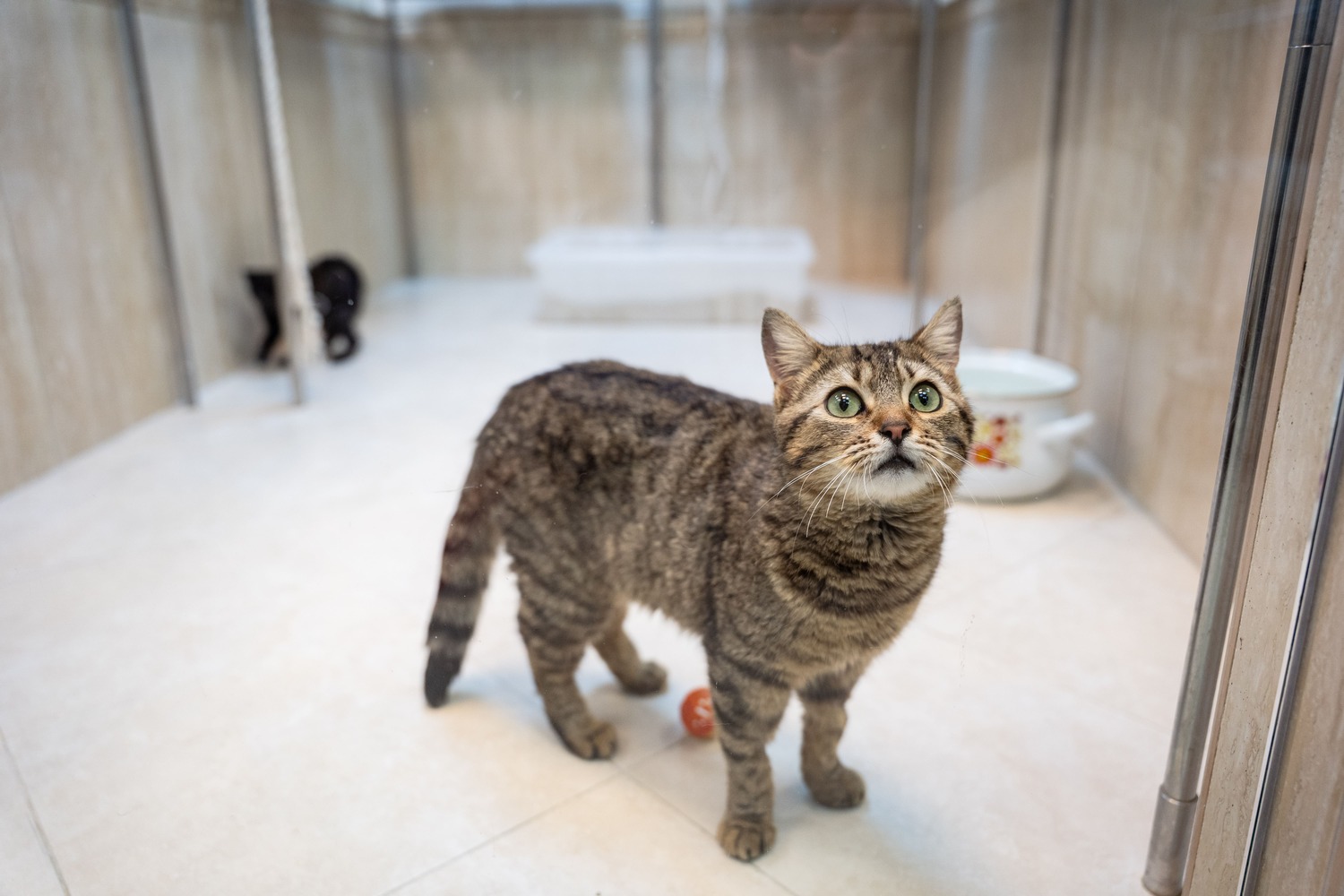 Лимит на собак и кошек введут в Татарстане