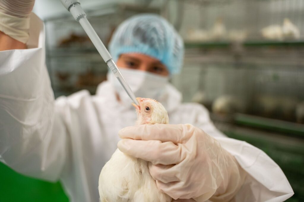 Доля отечественных ветеринарных вакцин в 2025 году достигла 74,5%