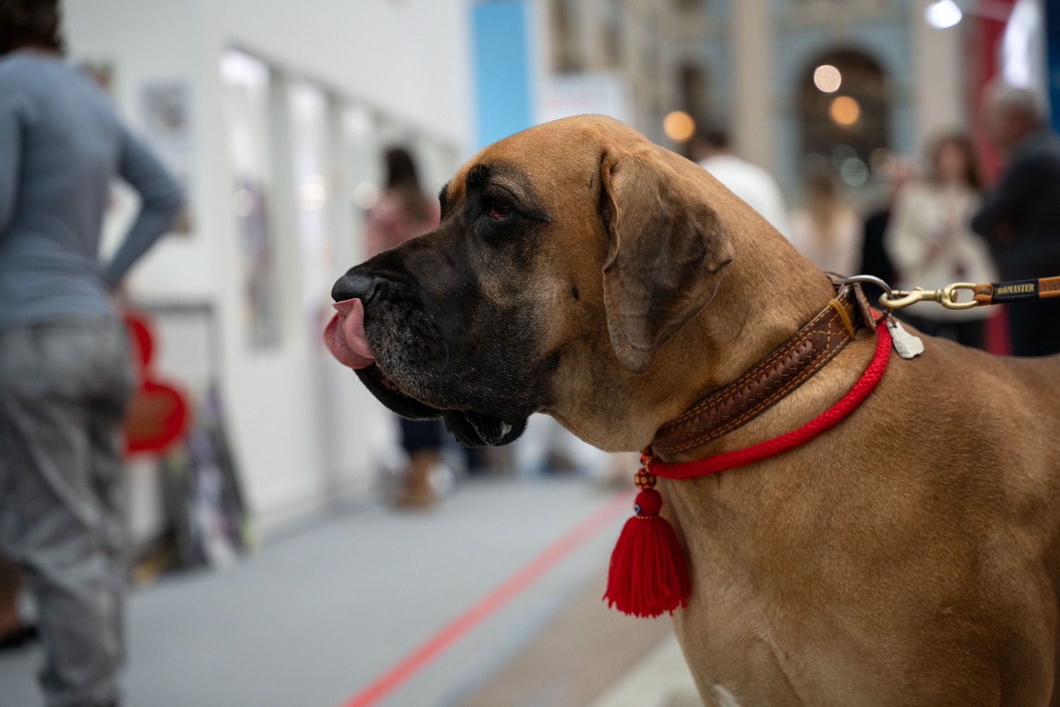 Кабмин подверг критике законопроект об ОСАГО для собак 