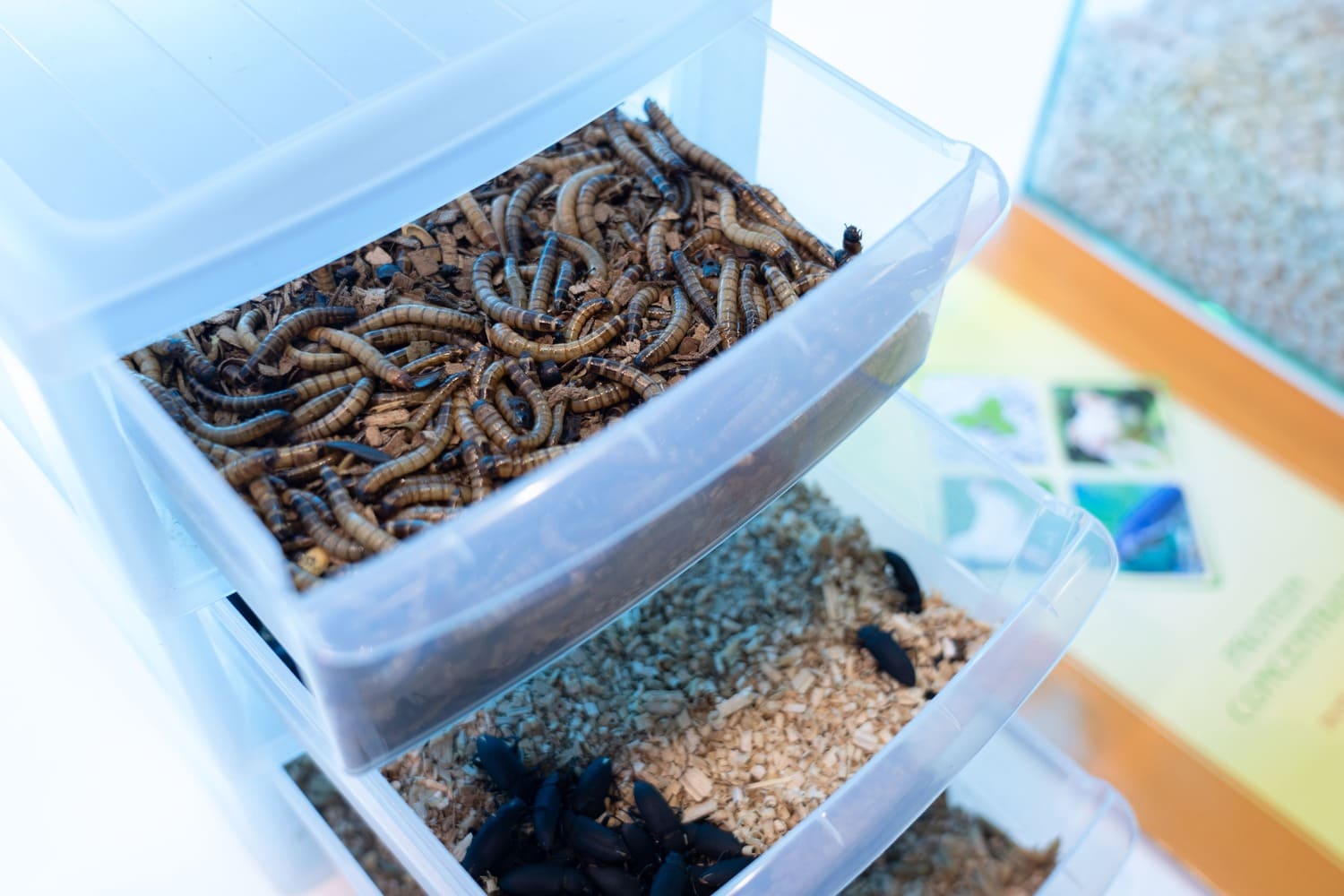 Рынок кормов для питомцев с белками из насекомых вырастет в 4 раза за 10 лет