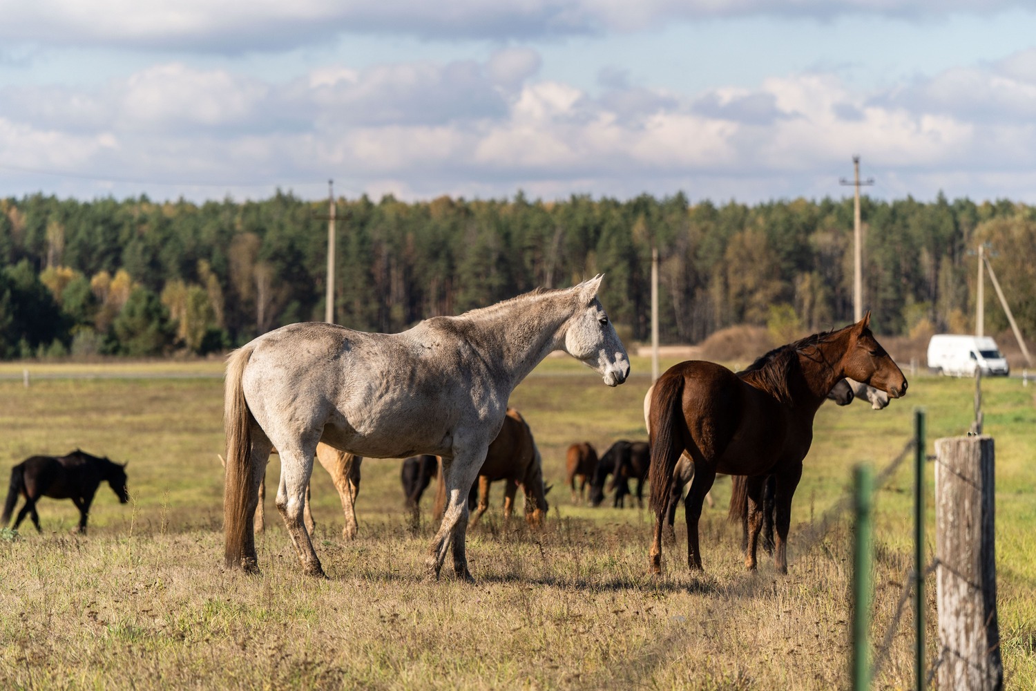 Цифровую платформу для геномной селекции лошадей создают в России
