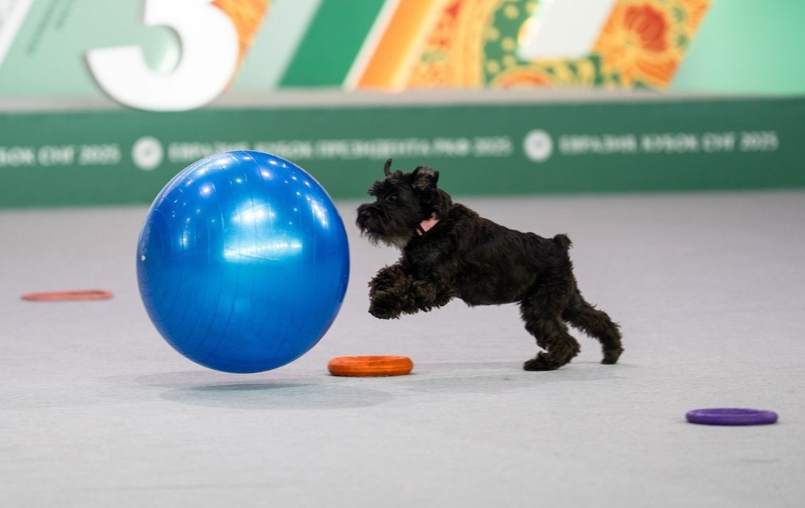 Правда об IQ собак: 5 домашних тестов и один популярный миф