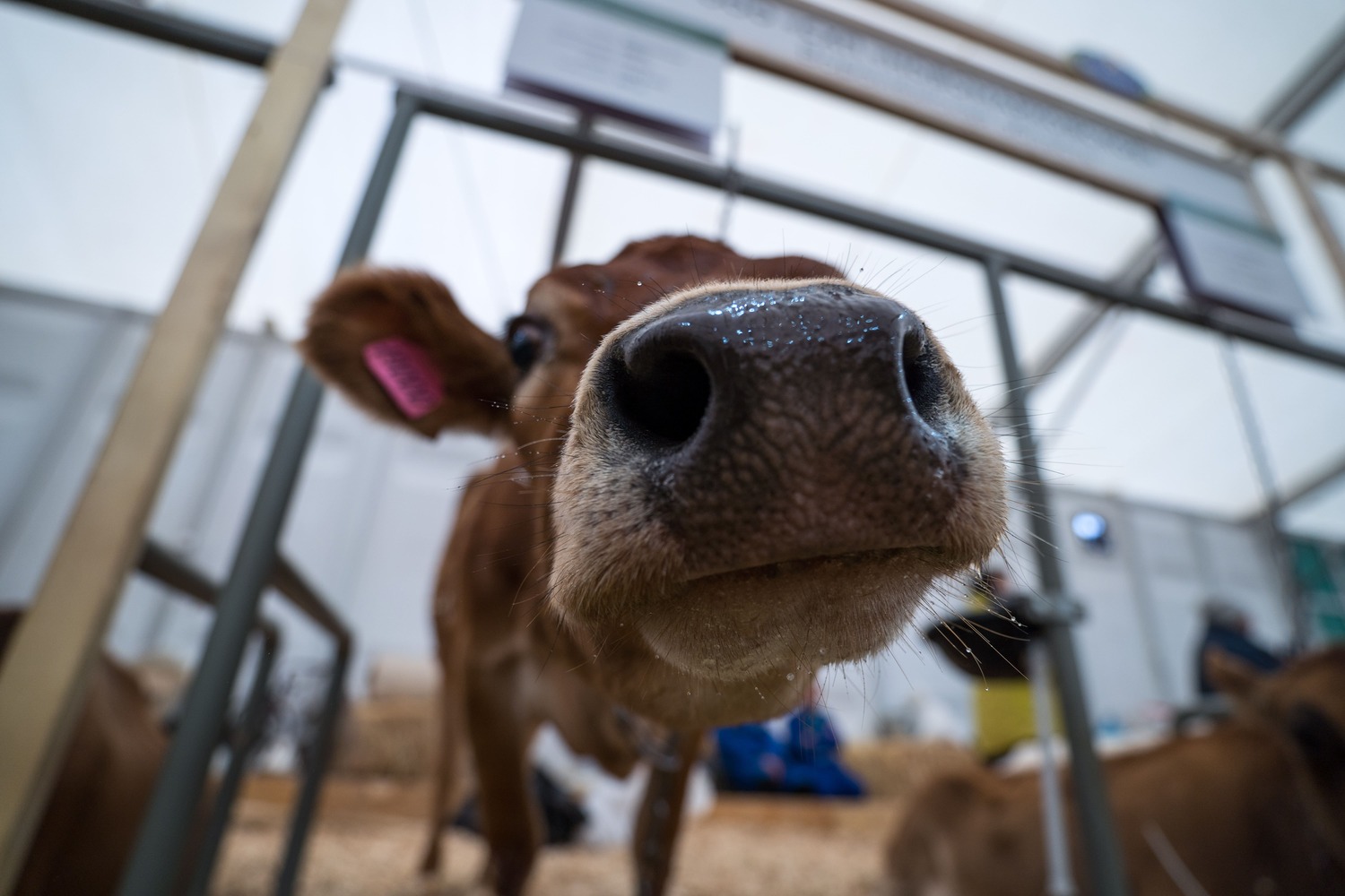 Завести скот после пастереллеза новосибирские фермеры смогут через 4–6 месяцев