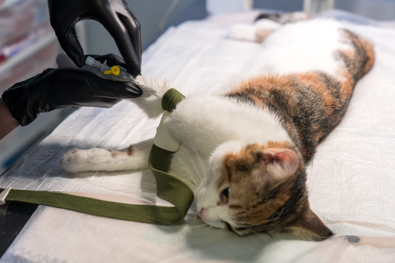 Калицивироз у кошек: чем опасен изменчивый вирус