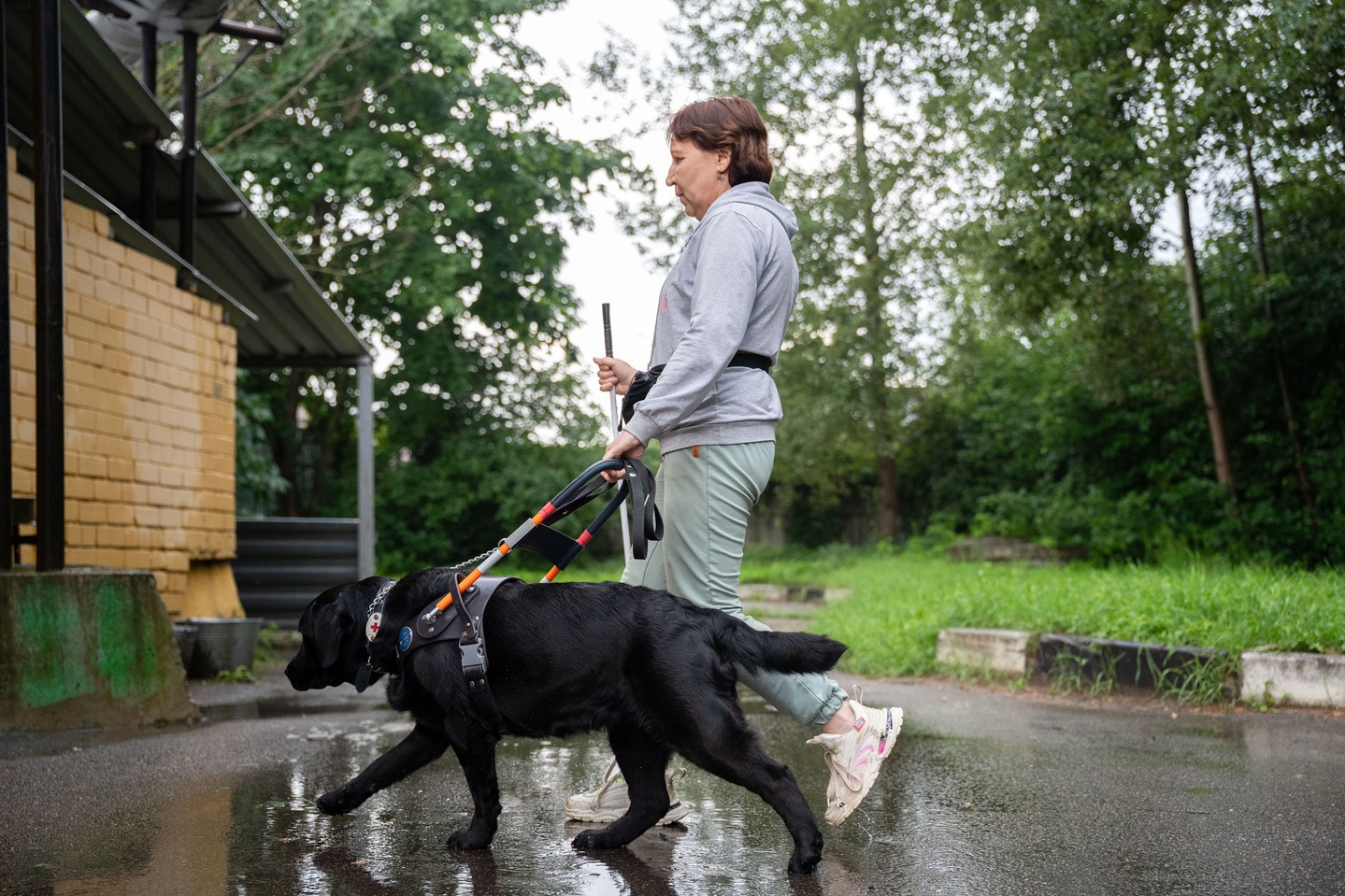 Владельцам собак-проводников в РФ будут выплачивать по 84 тыс. рублей в год на корма