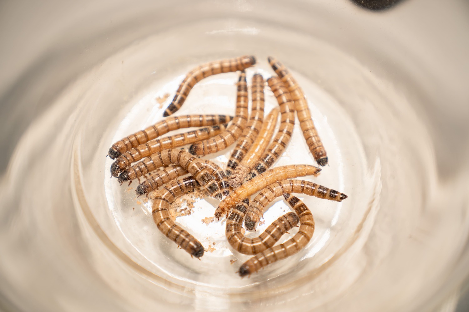 Ученые в США предложили вакцинировать кур от гриппа птиц с помощью мучных червей