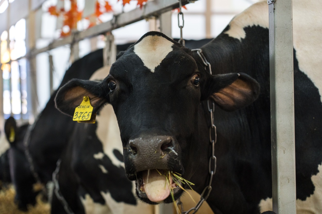 Россельхознадзор отмечает рост отказов фермеров от вакцинации животных в Приморье