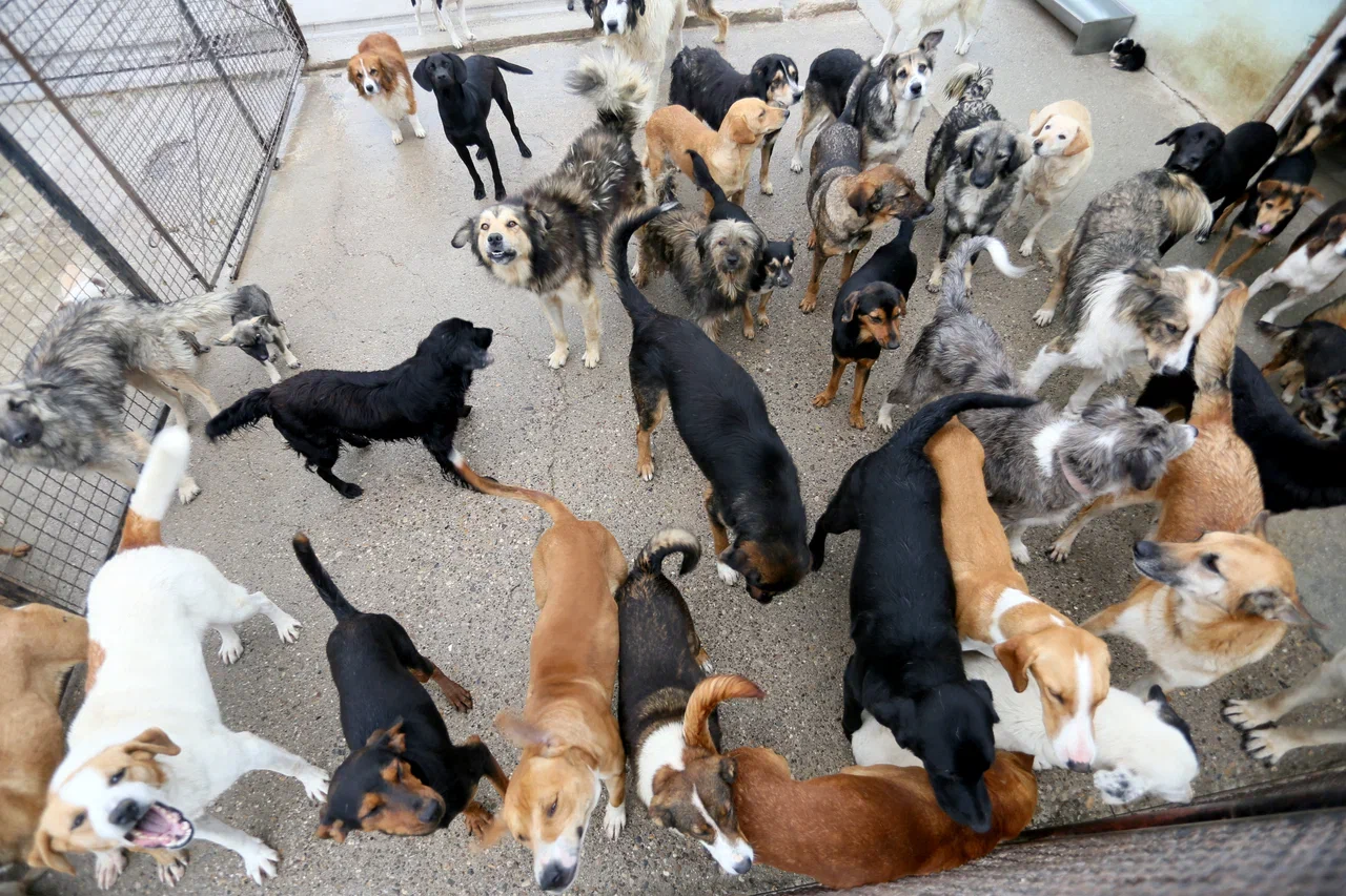 Крупный центр для решения проблемы бездомных животных построят в Подмосковье