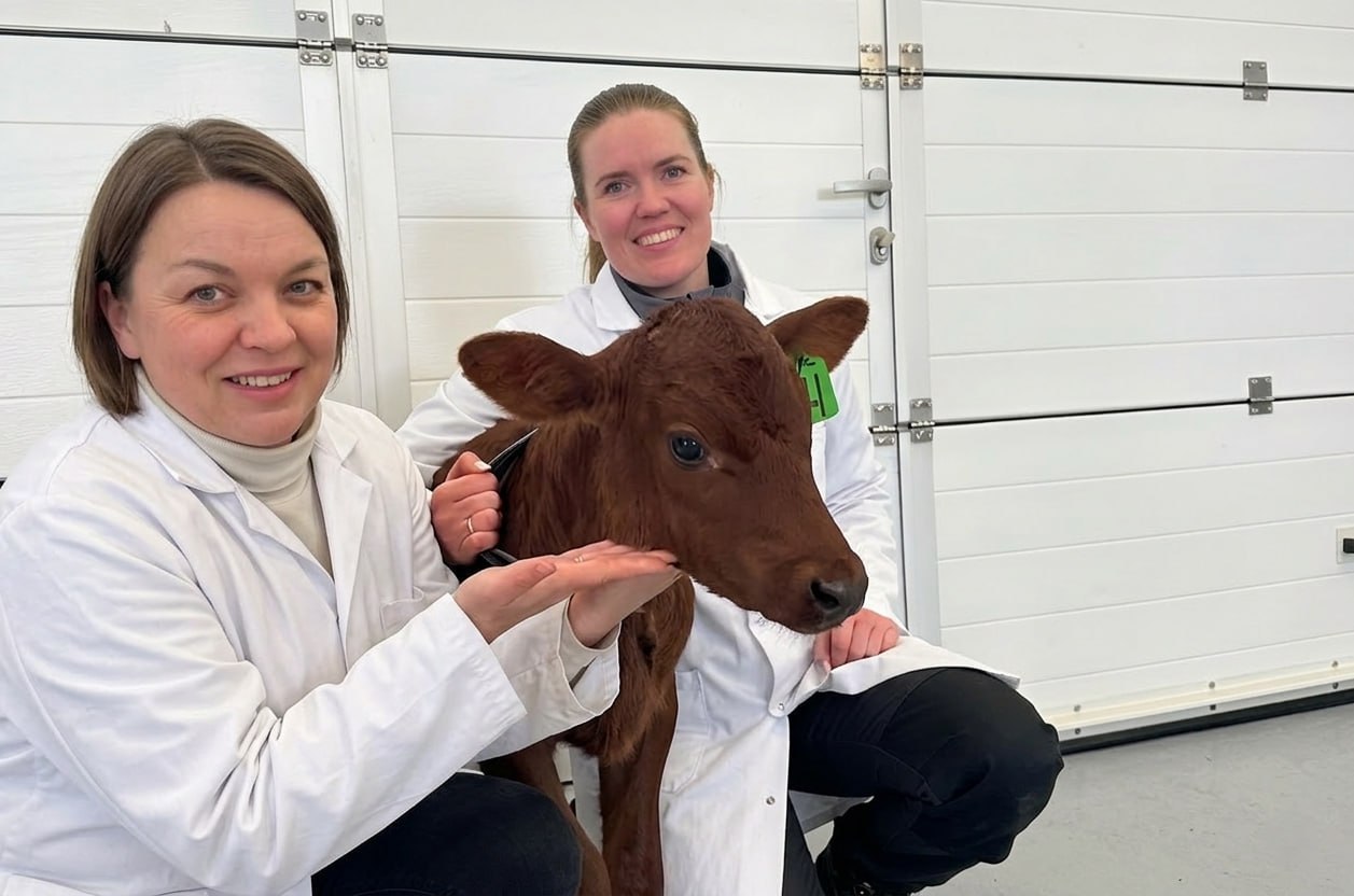 Петербургский проект по ЭКО-репродукции КРС получил продолжение